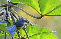 Jamaican Euphonia